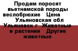 Продам поросят вьетнамской породы веслобрюхие › Цена ­ 3 000 - Ульяновская обл., Ульяновск г. Животные и растения » Другие животные   . Ульяновская обл.